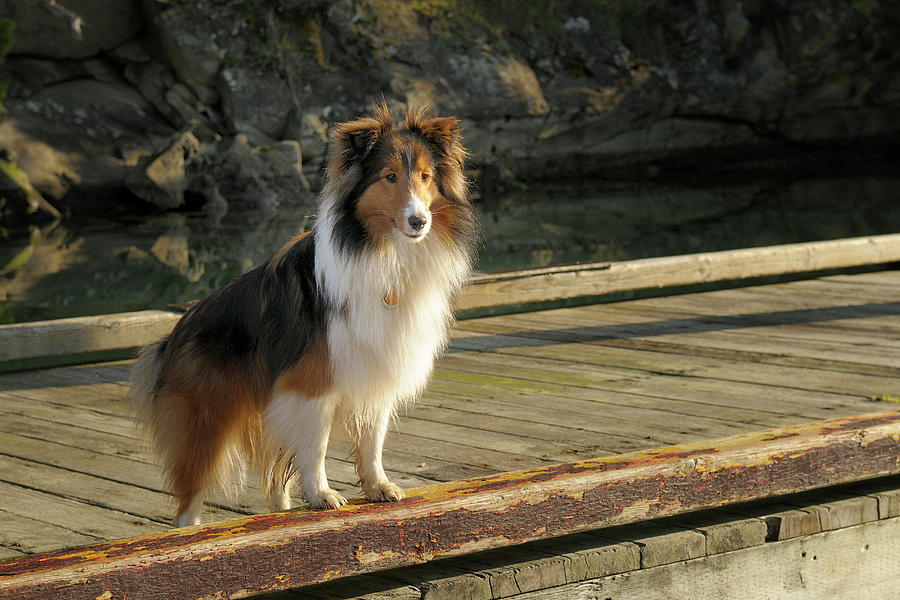 Dog Photograph - Canada, British Columbia, Gulf Islands #18 by Kevin Oke