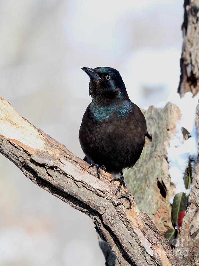 Common Grackle #18 Photograph by Jack R Brock