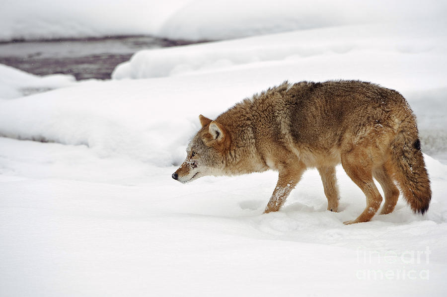 Nature Photograph - Coyote #18 by John Shaw