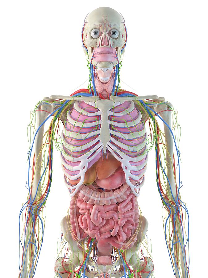 Digestive System #18 Photograph by Sciepro - Fine Art America