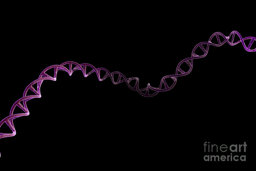 Dna #18 Photograph by Science Picture Co