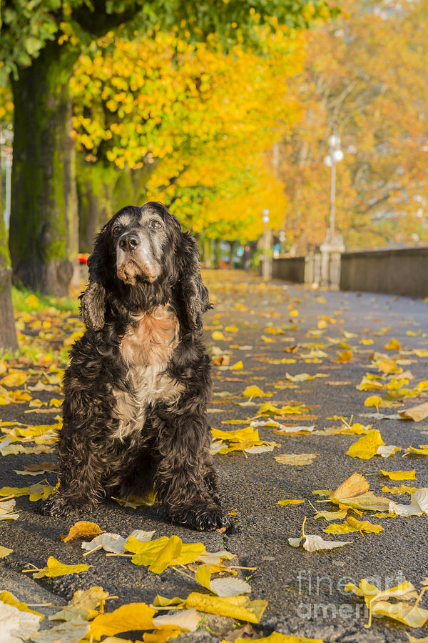 Fall Photograph - Dog #18 by Mats Silvan