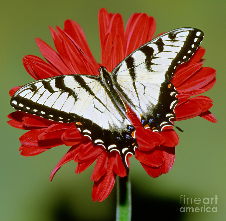 Eastern Tiger Swallowtail Butterfly #18 Photograph by Millard H. Sharp