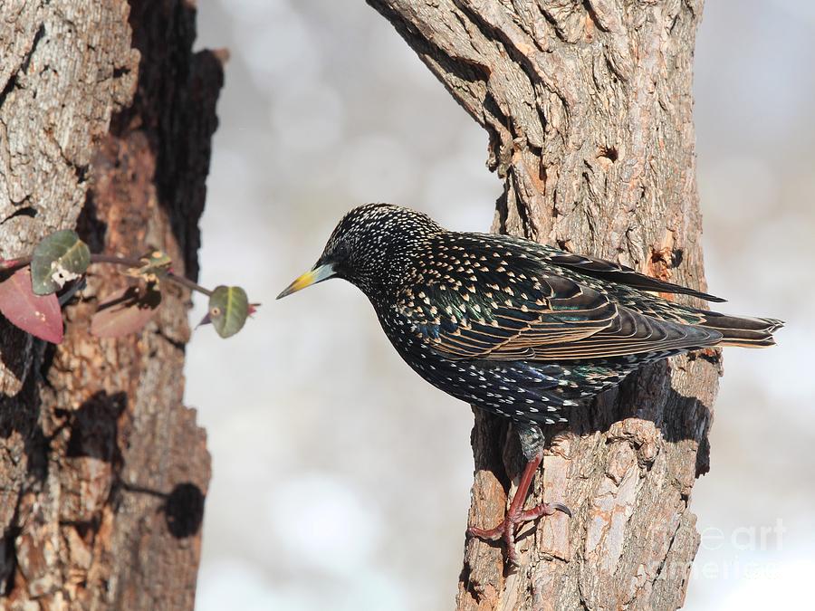 European Starling #18 Photograph by Jack R Brock