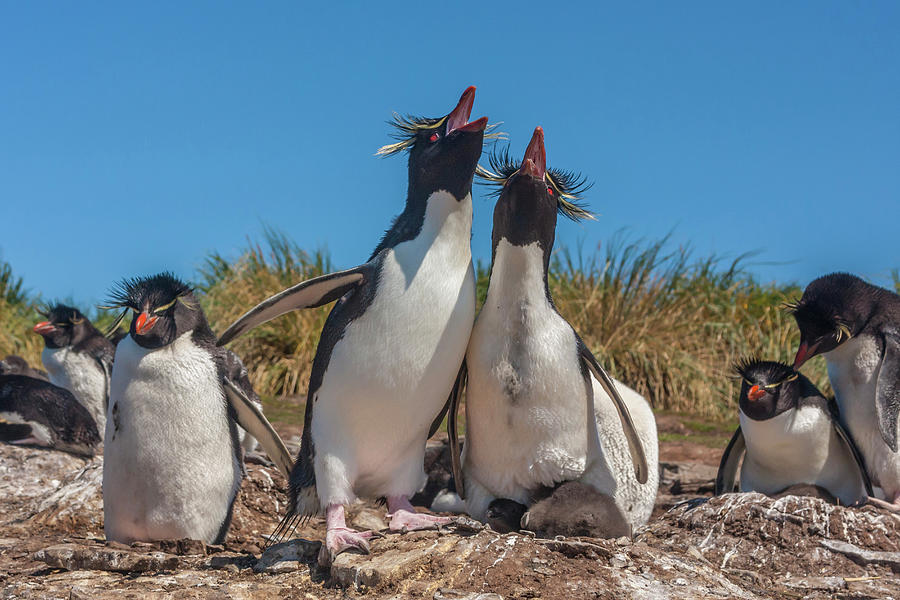 Behavior Photograph - Falkland Islands, Bleaker Island by Jaynes Gallery Behavior Photograph - Falkland Islands, Bleaker Island by Jaynes Gallery