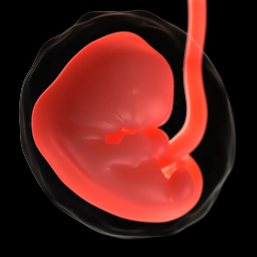 Foetus At 7 Weeks 18 By Scieproscience Photo Library 