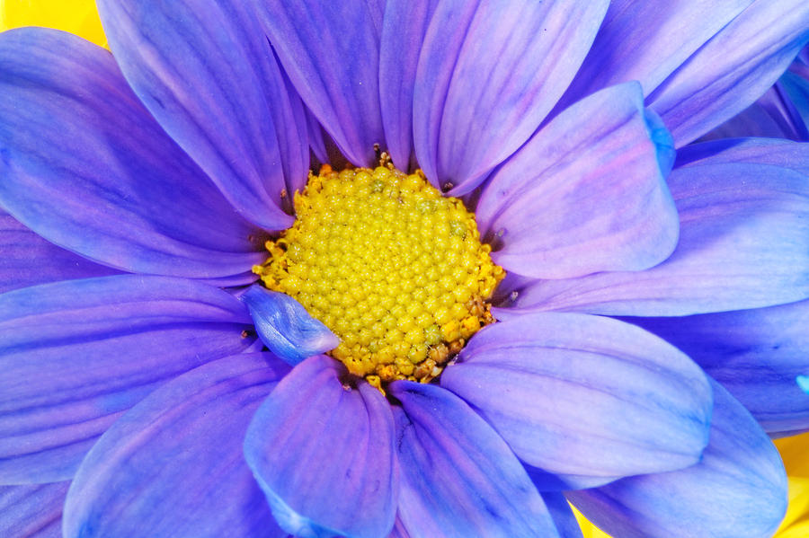 Gerber Flower #18 Photograph by Peter Lakomy