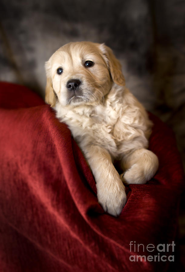 Golden retriever puppy #18 Photograph by Ang El