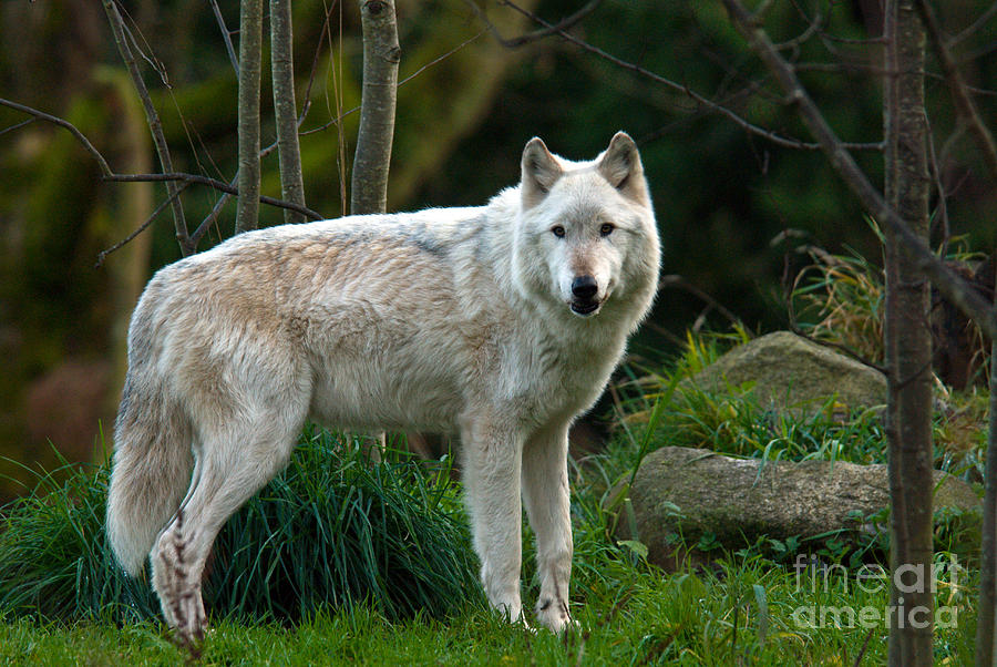 Gray Wolf #18 Photograph by Mark Newman
