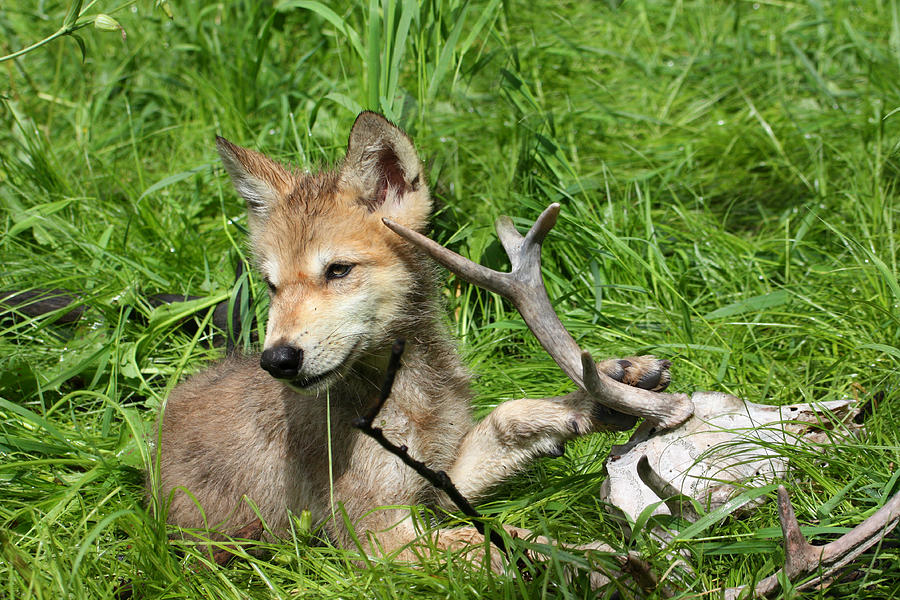 Gray Wolf Pup #18 Photograph by Amanda Stadther