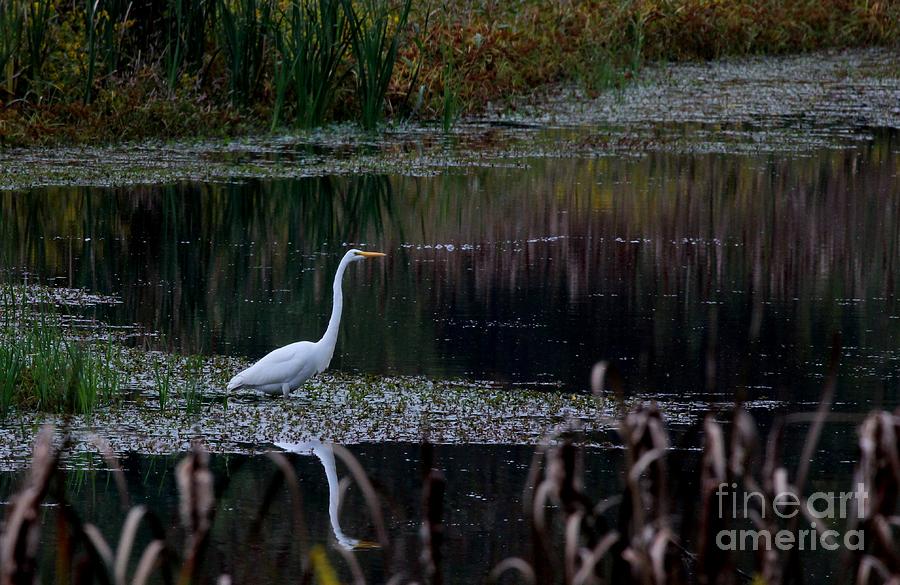 Great Egret #18 Photograph by Jack R Brock