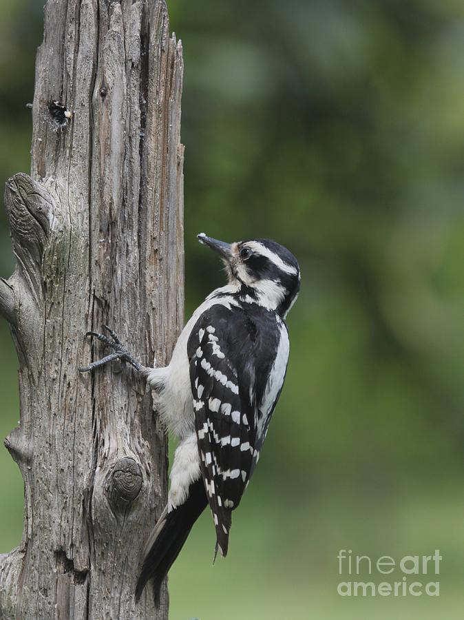 Hairy Woodpecker #18 Photograph by Jack R Brock