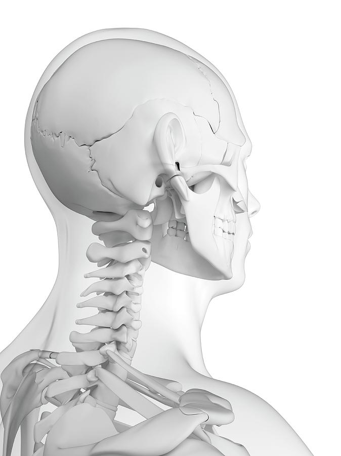 Head Anatomy Photograph by Sciepro/science Photo Library - Fine Art America