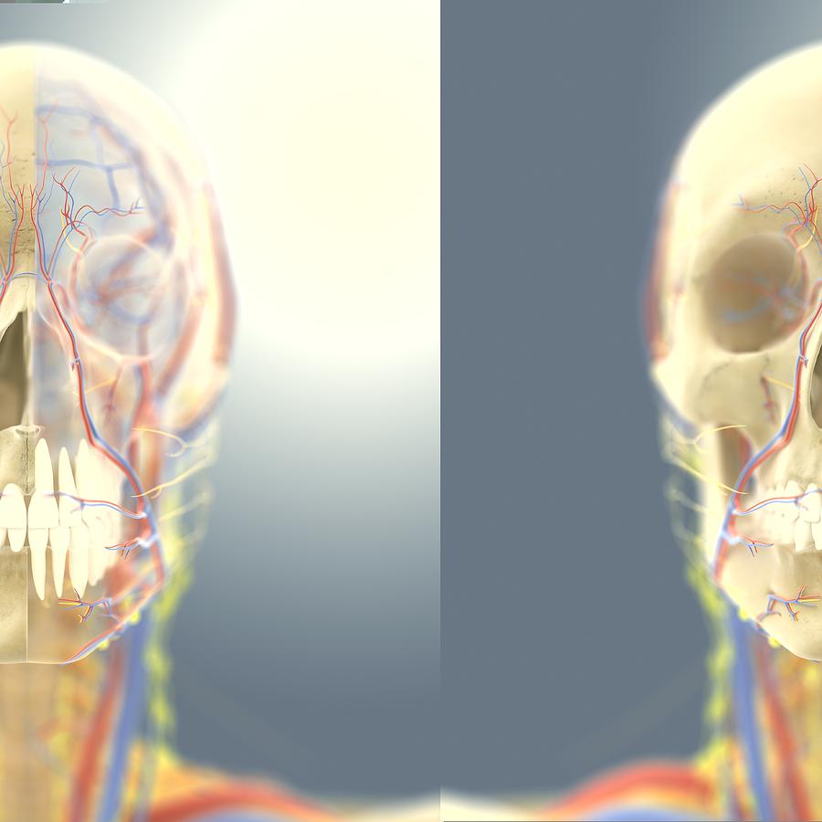 Head and neck anatomy artwork Photograph by Science Photo Library Biology Diagrams