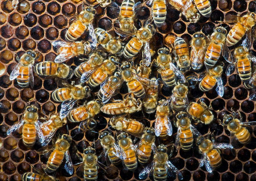 Honey Bees In Hive Photograph by Millard H. Sharp
