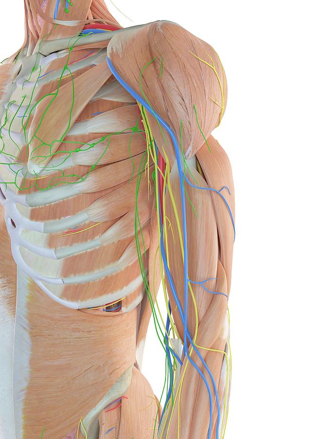 Human Anatomy Photograph By Sciepro - Pixels