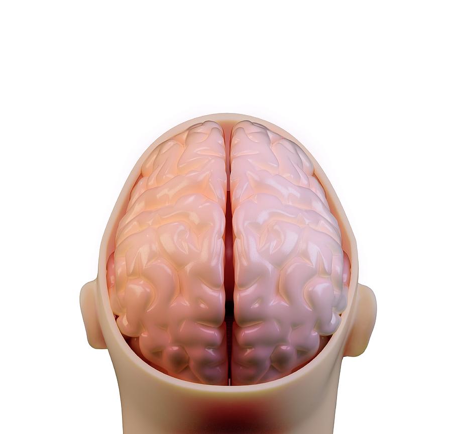 Human Brain #18 Photograph by Andrzej Wojcicki/science Photo Library