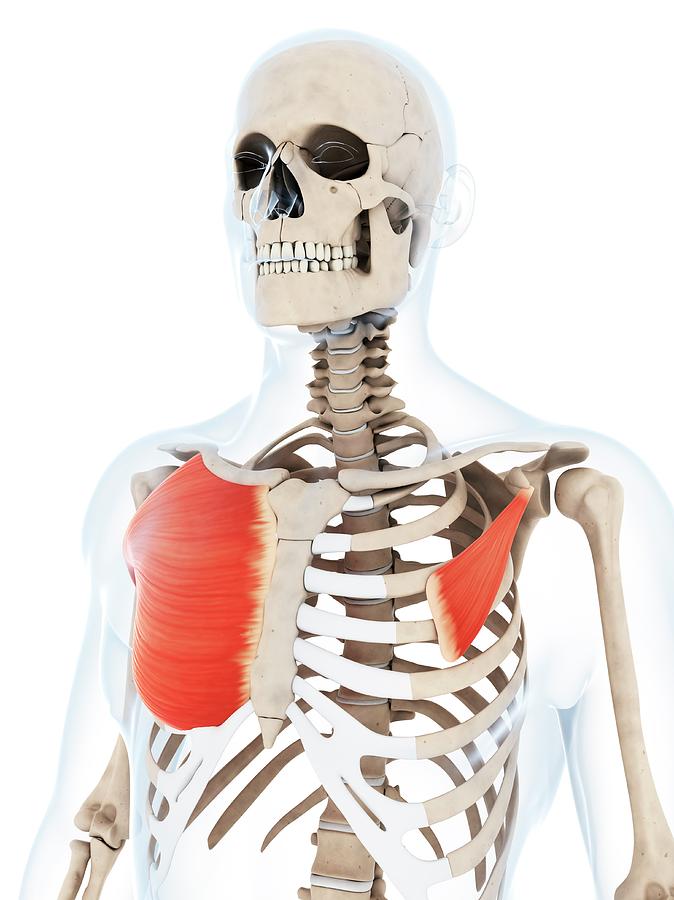 Skeleton Photograph - Human Chest Muscles #18 by Sebastian Kaulitzki