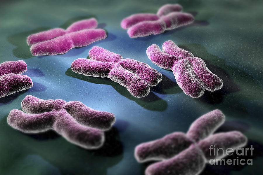 Human Chromosomes #18 Photograph by Science Picture Co