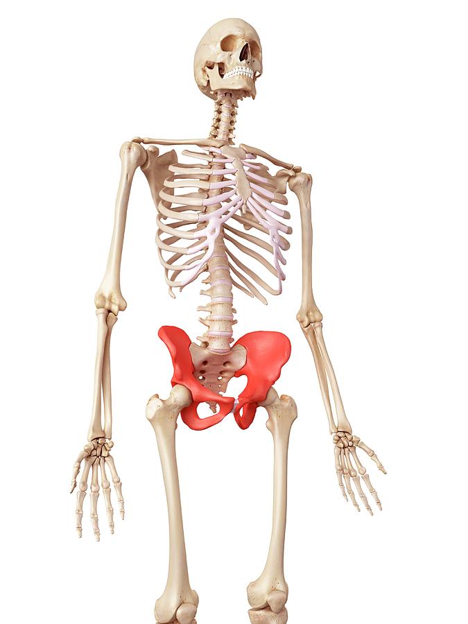 Human hip bones stock vector. Illustration of adult - 109174790