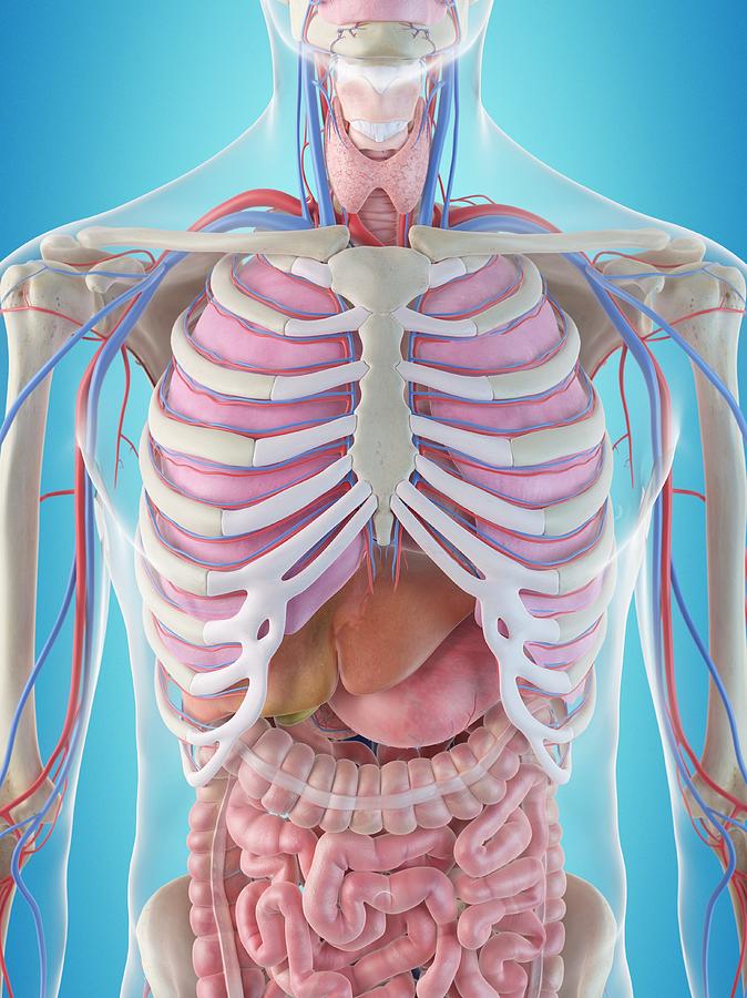 Human Internal Organs Photograph by Sciepro - Fine Art America