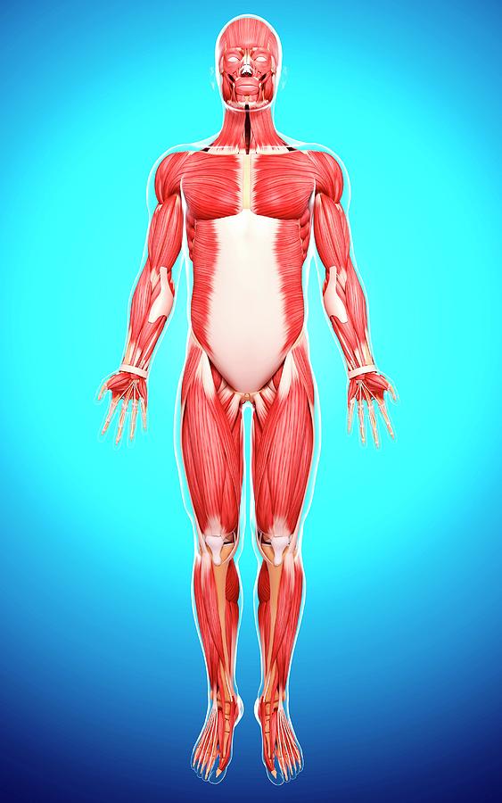 Human Musculature #18 Photograph by Pixologicstudio/science Photo Library