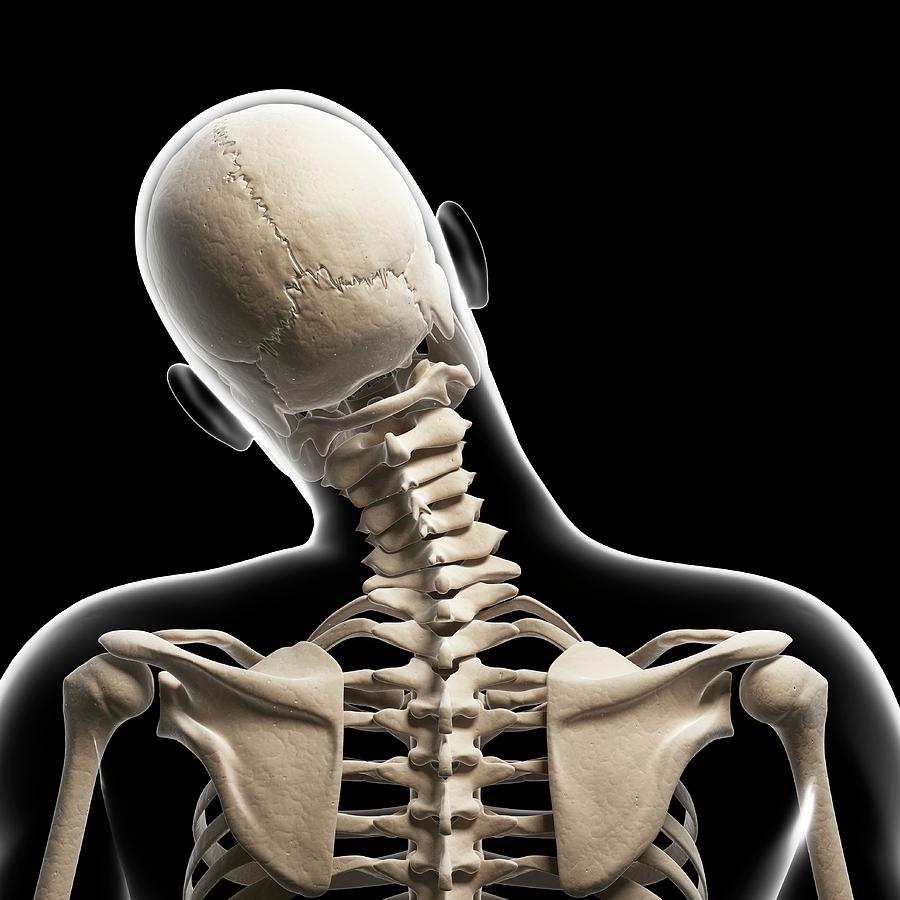 Human Skull And Neck Bones Photograph by Sebastian Kaulitzki