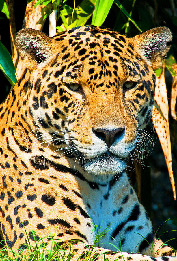 Animal Photograph - Jaguar #18 by Millard H. Sharp