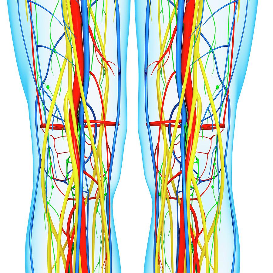 Knee Anatomy Photograph by Pixologicstudio/science Photo Library - Fine ...