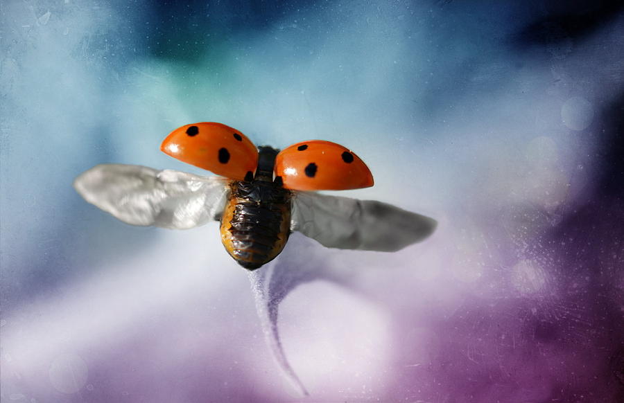 Ladybug Photograph - Ladybug #18 by Heike Hultsch