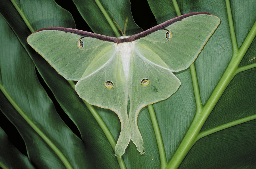 Luna Moth #18 Photograph by Millard H. Sharp