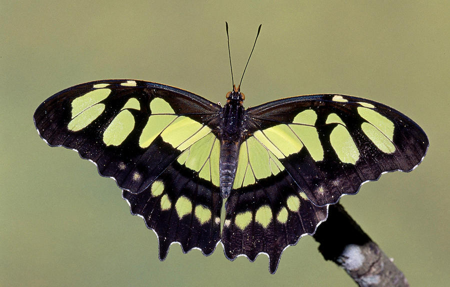 Malachite Butterfly Siproeta Stelenes #18 Photograph by Millard H. Sharp