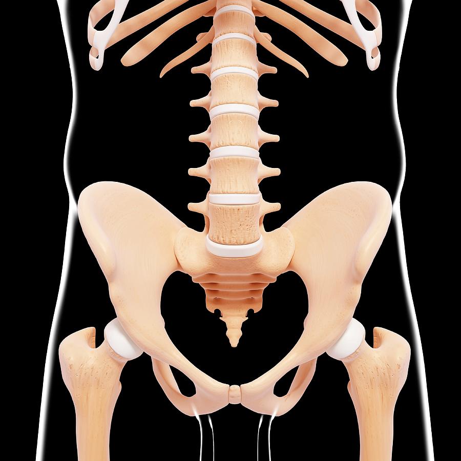 Male Pelvic Bones Photograph By Pixologicstudio Science Photo Library Pixels