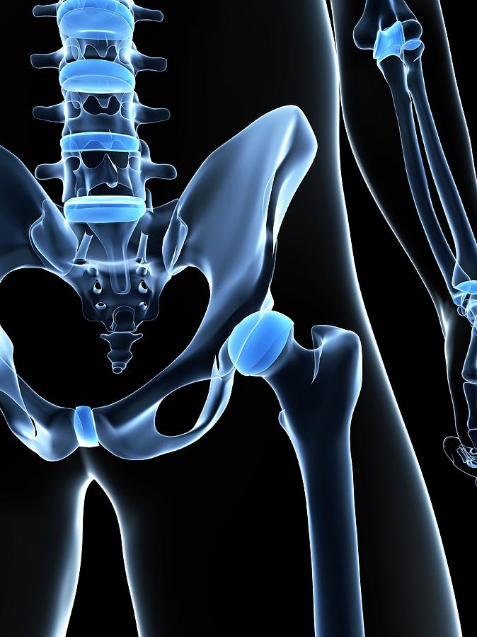 Male Pelvis Bones Photograph By Scieproscience Photo Library Pixels 4510