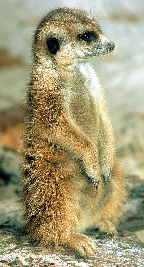 Meerkat #18 Photograph by Millard H. Sharp