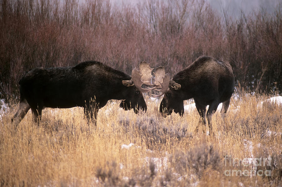 Wildlife Photograph - Moose #18 by Art Wolfe