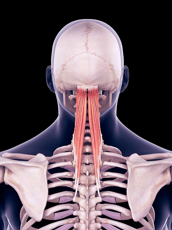 Neck Muscles Photograph by Sebastian Kaulitzki/science Photo Library ...