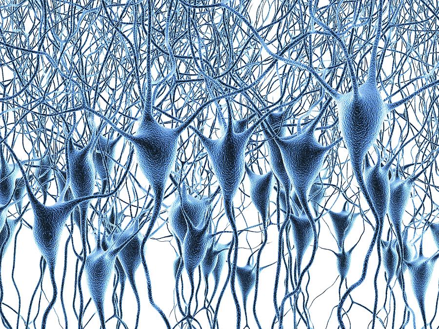 Nerve Cells #18 Photograph by Alfred Pasieka/science Photo Library