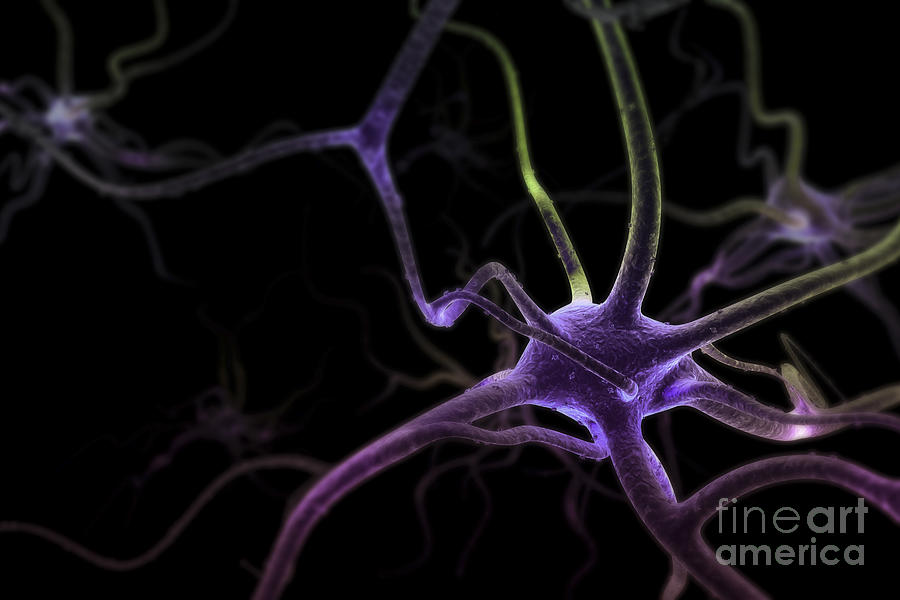 Neurons #18 Photograph by Science Picture Co