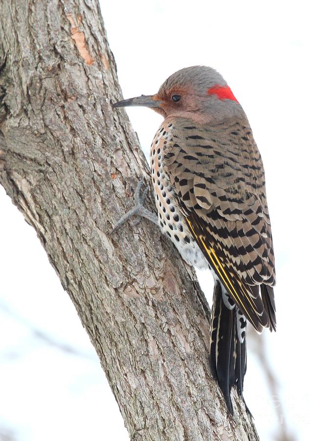 Northern Flicker #18 Photograph by Jack R Brock