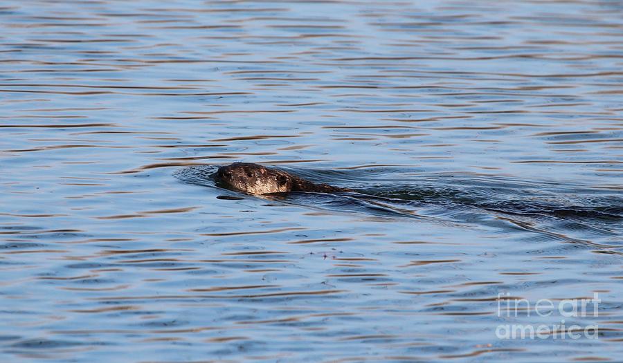 Northern River Otter #18 Photograph by Jack R Brock
