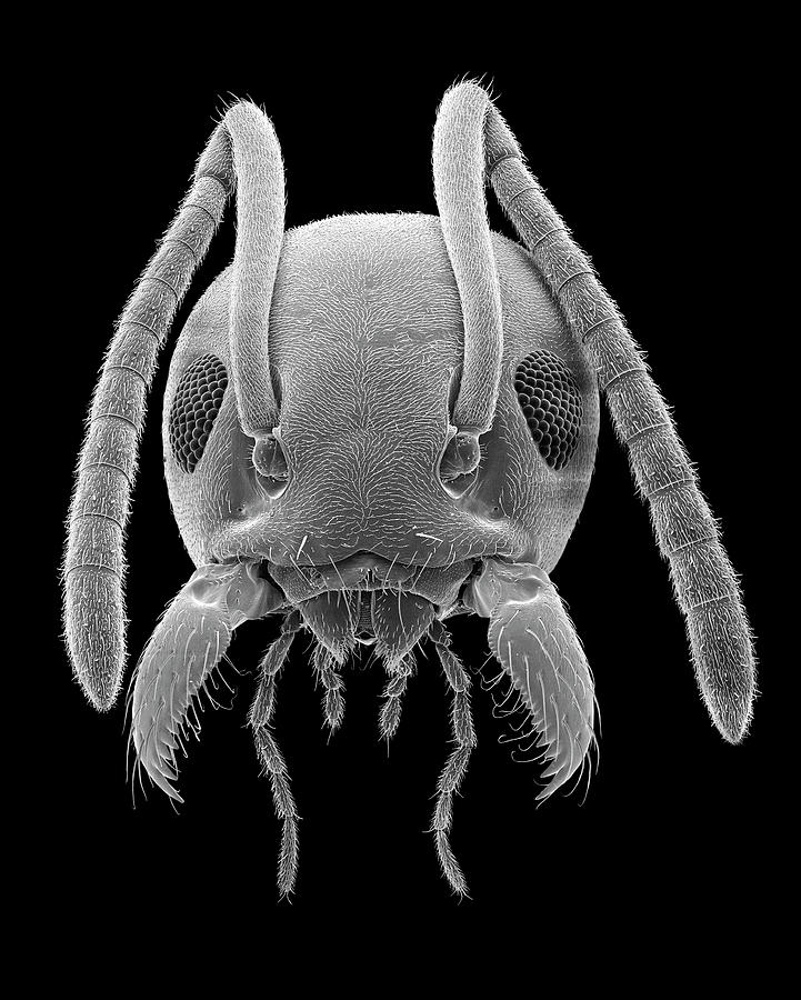 Odorous House Ant #18 Photograph by Dennis Kunkel Microscopy/science Photo Library