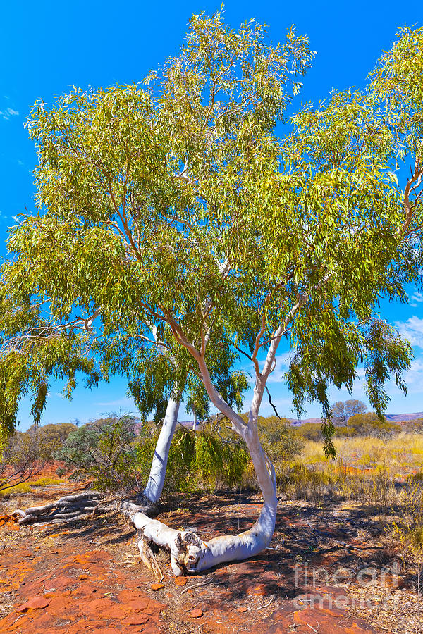 Palm Valley Central Australia  #18 Photograph by Bill  Robinson