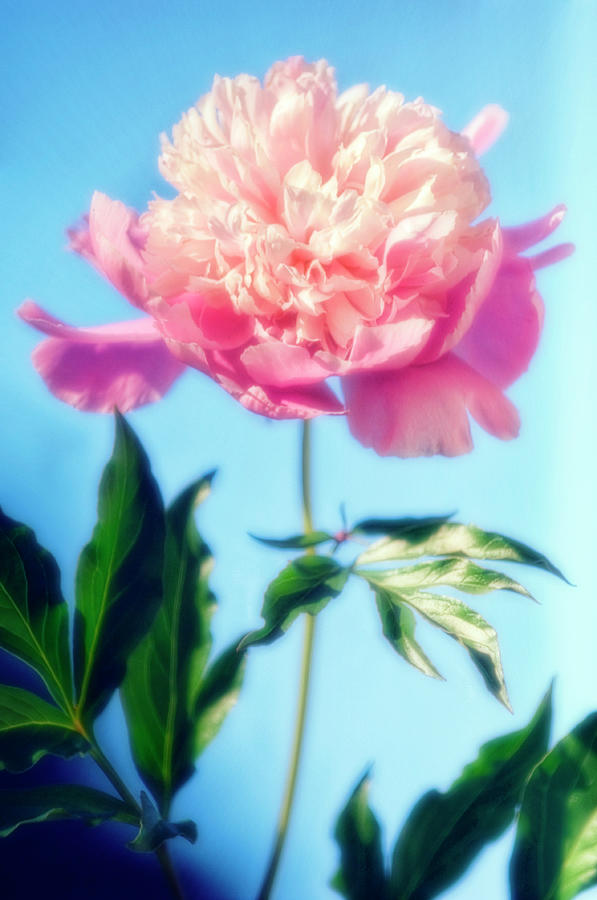 Peony (paeonia Lactiflora) #18 Photograph by Science Photo Library Peony (paeonia Lactiflora) #18 Photograph by Science Photo Library