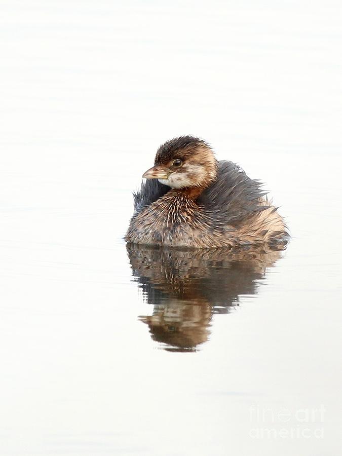 Pied-billed Grebe #18 Photograph by Jack R Brock