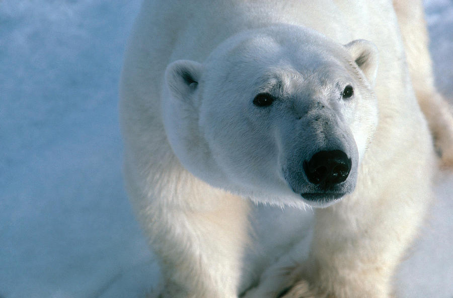Nature Photograph - Polar Bear #18 by Dan Guravich