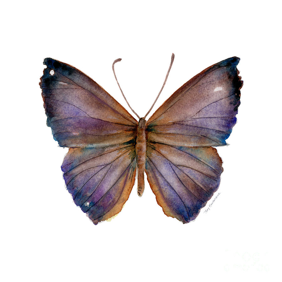 18 Purple Pandemos Butterfly Painting by Amy Kirkpatrick