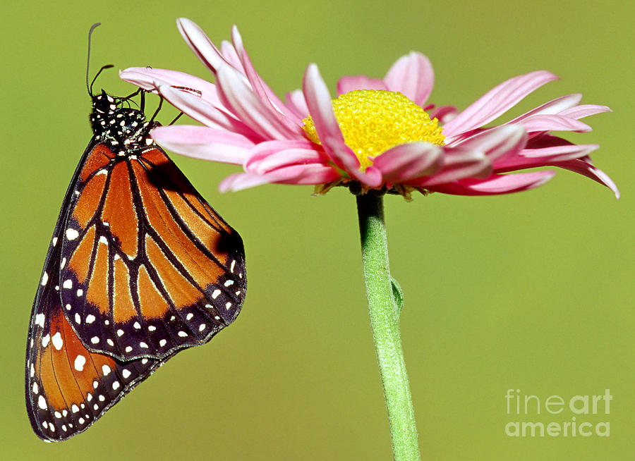 Queen Butterfly #18 Photograph by Millard H. Sharp