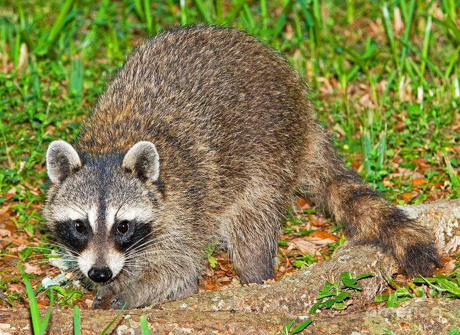 Nature Photograph - Raccoon #18 by Millard H. Sharp