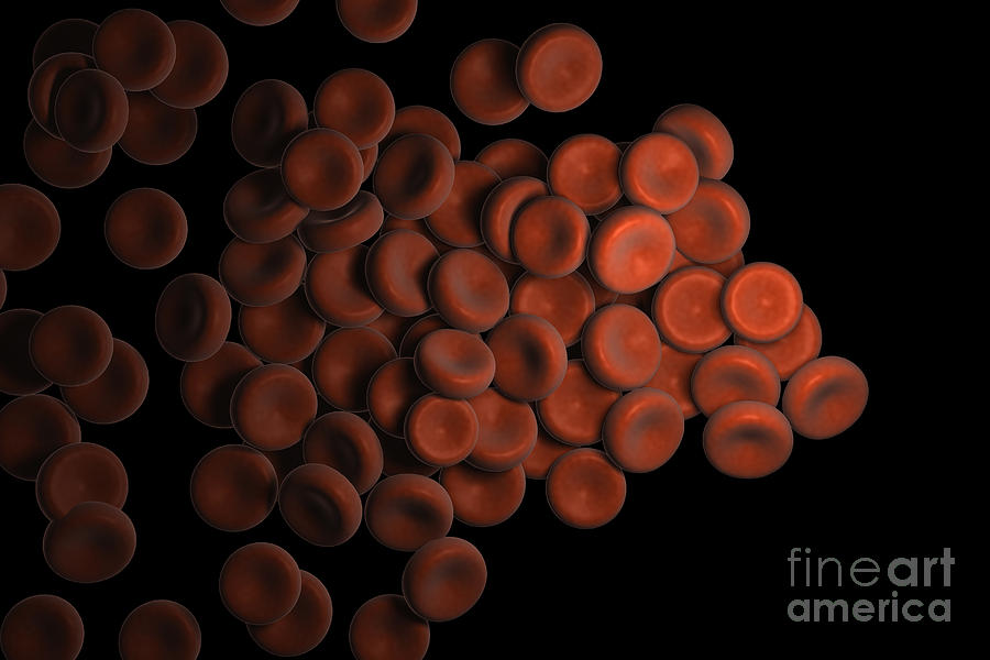 Red Blood Cells #18 Photograph by Science Picture Co